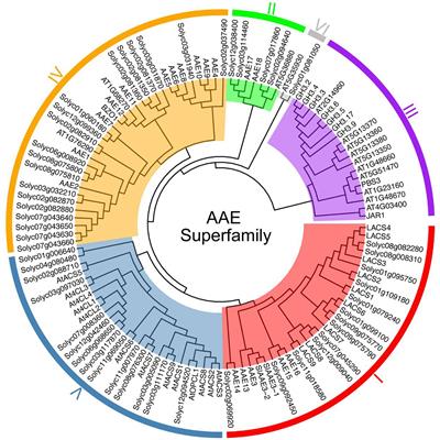 Genome-Wide Identification and Gene Expression Analysis of Acyl-Activating Enzymes Superfamily in Tomato (Solanum lycopersicum) Under Aluminum Stress